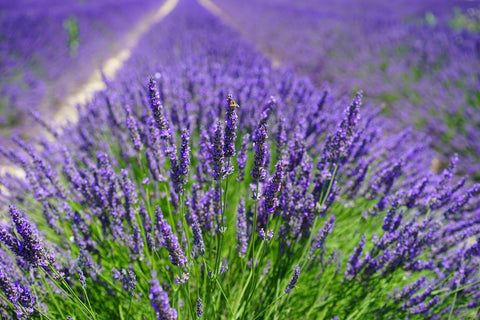 Lavender Bath Soak (Large)